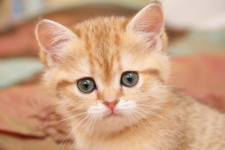 Бежевый котенок