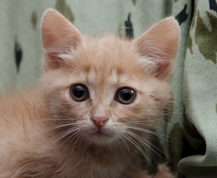 Британская прямоухая кошка рыжая