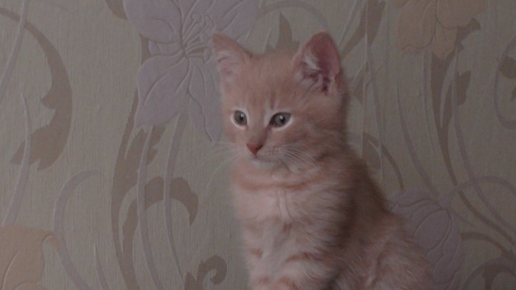 Палевая кошка