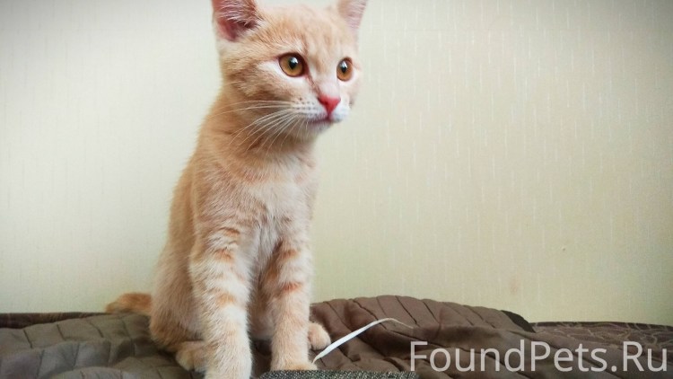 Британский короткошерстный персиковый