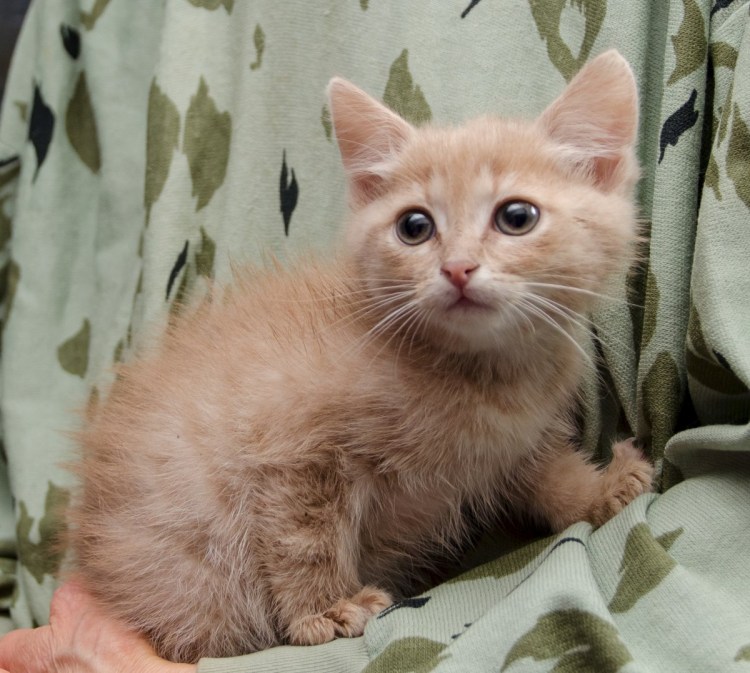 Сибирский гладкошерстный рыжий кот