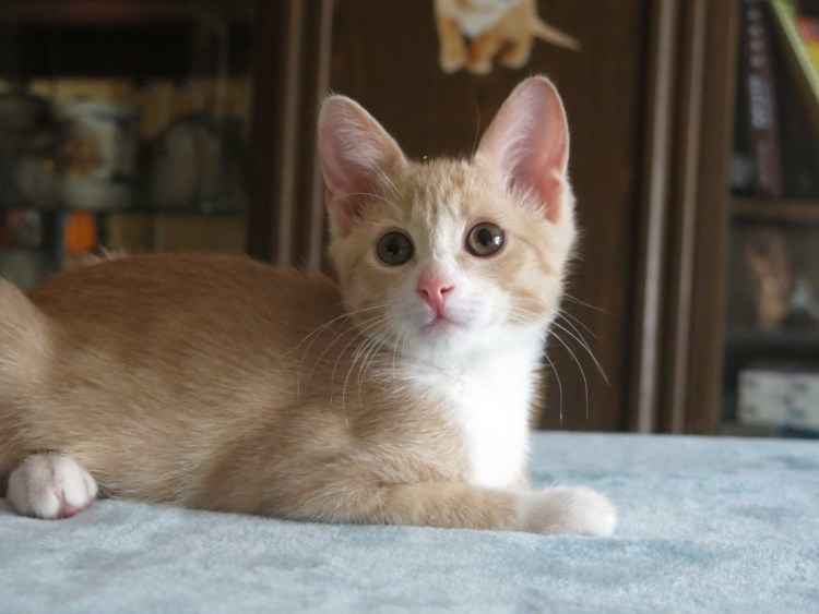 Красивый рыжий британский кот