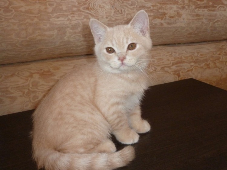 Британский Карташевский кот персиковый