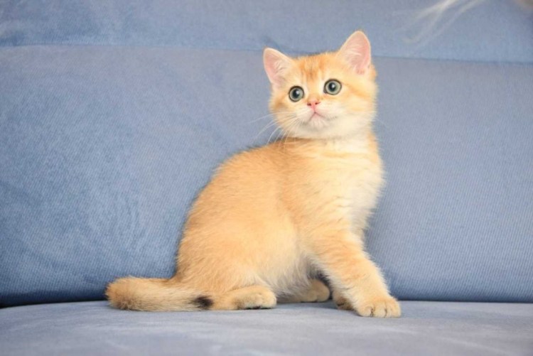 Персиковый кот порода