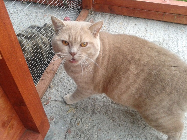 Голден Бритиш Кэт