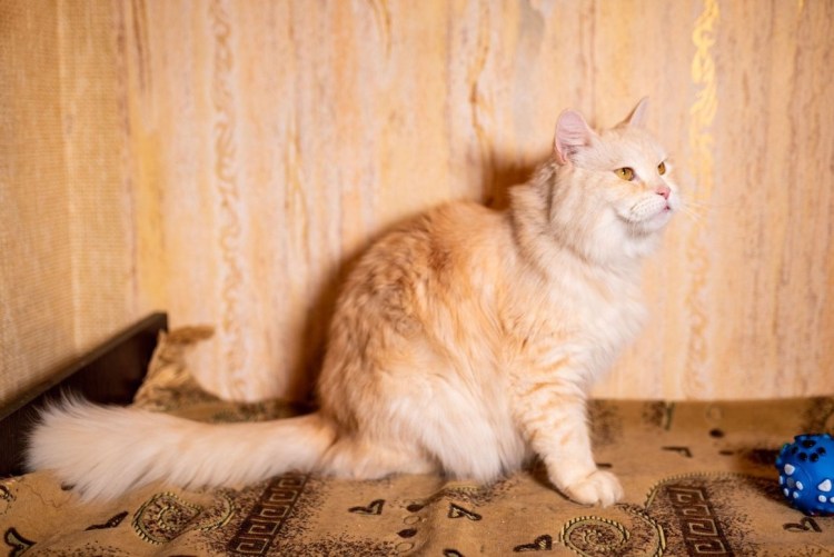 Сибирский кот персикового окраса