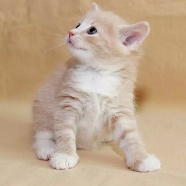 Кошка песочного цвета