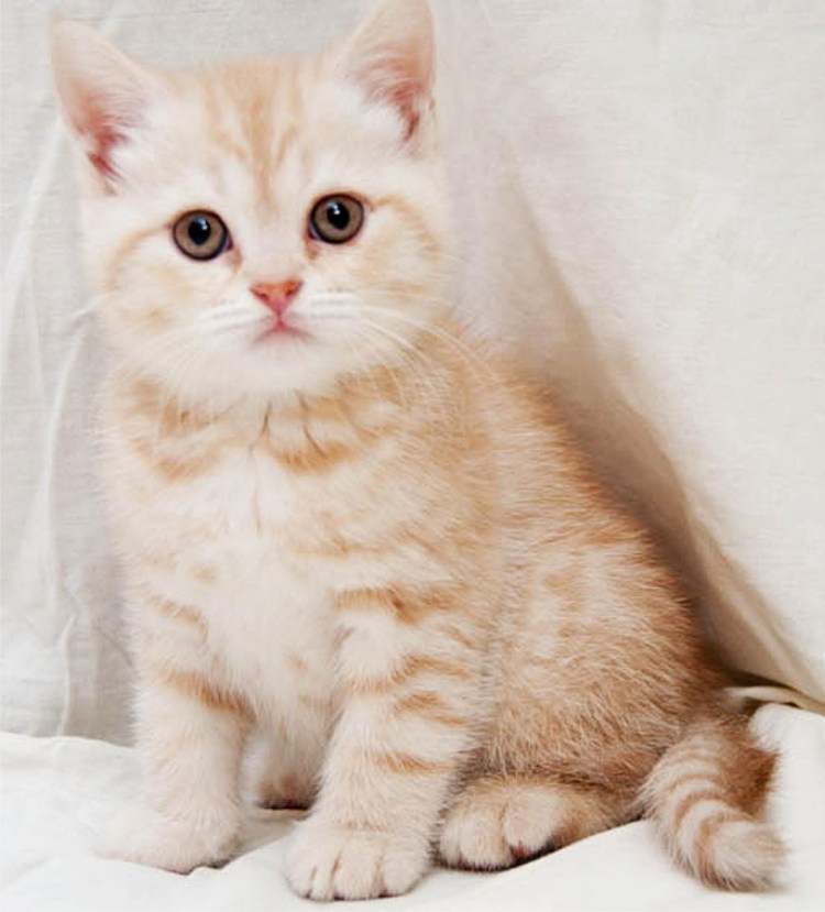 Кот британский гладкошерстный палевый