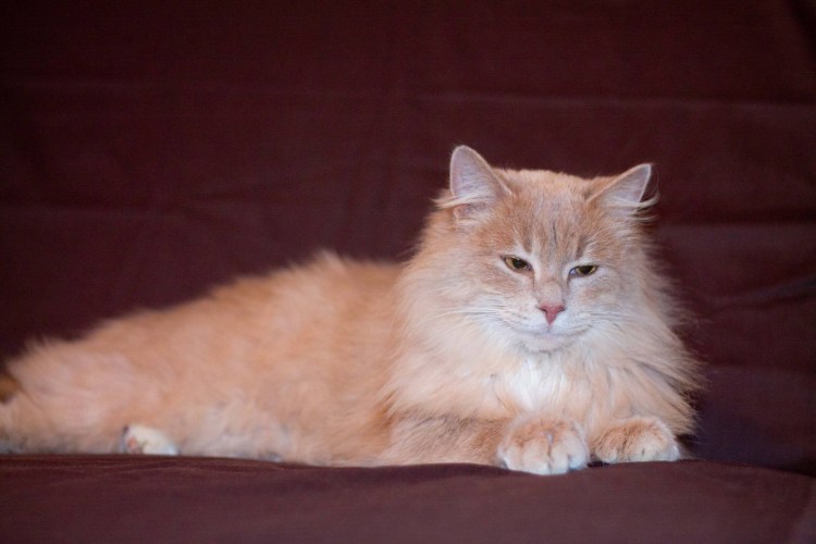 Породы кошек персикового окраса