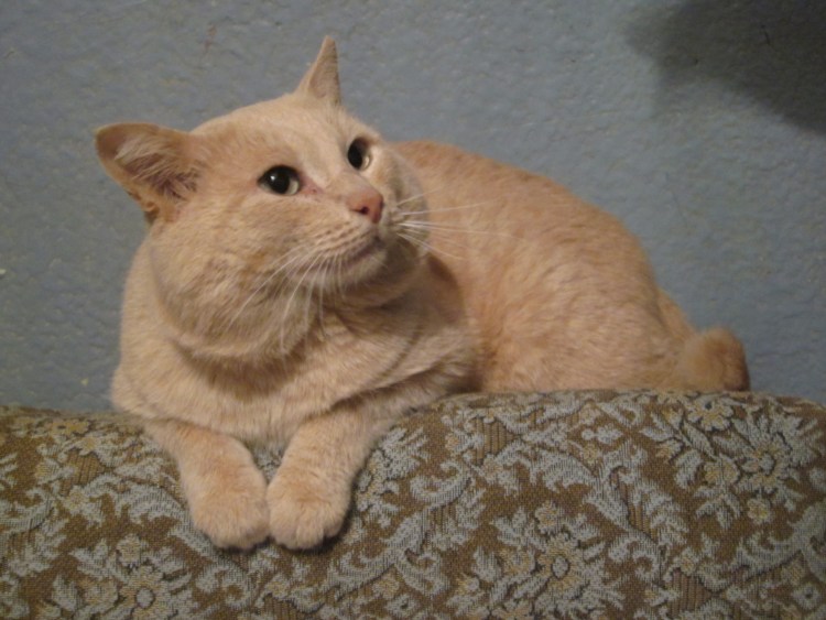 Окотился котик персикового цвета