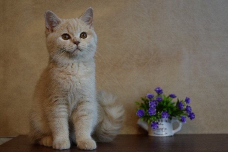 Котиков из России номера