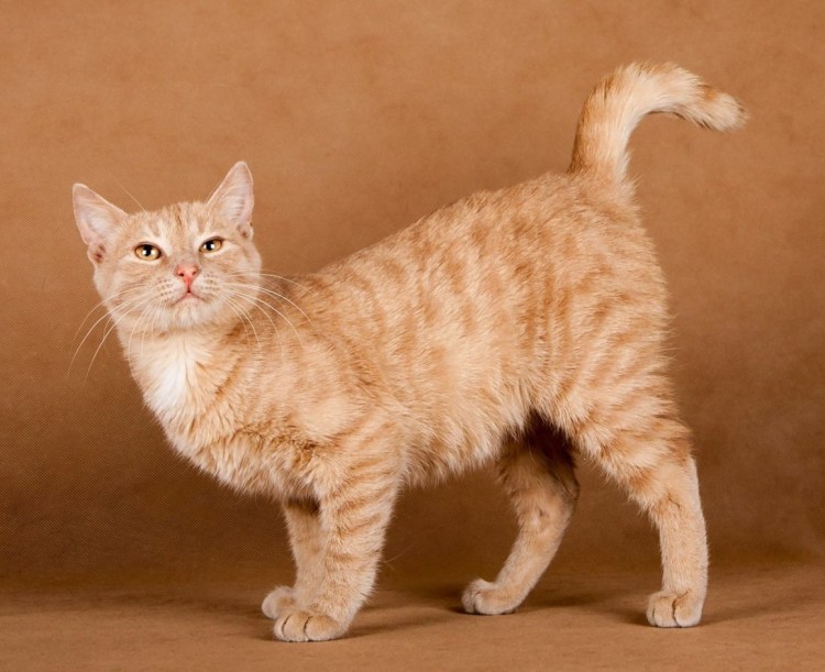Сибирский персиковый кот
