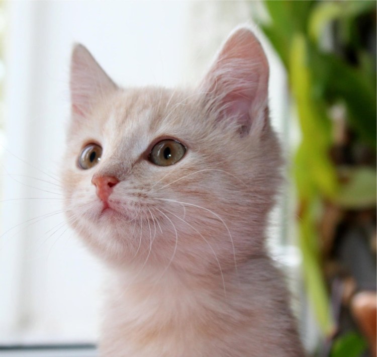 Британец персиковый с крыской Лариской