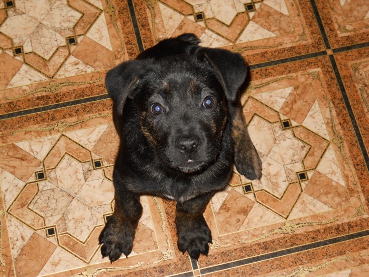 Метис Кане Корсо щенок