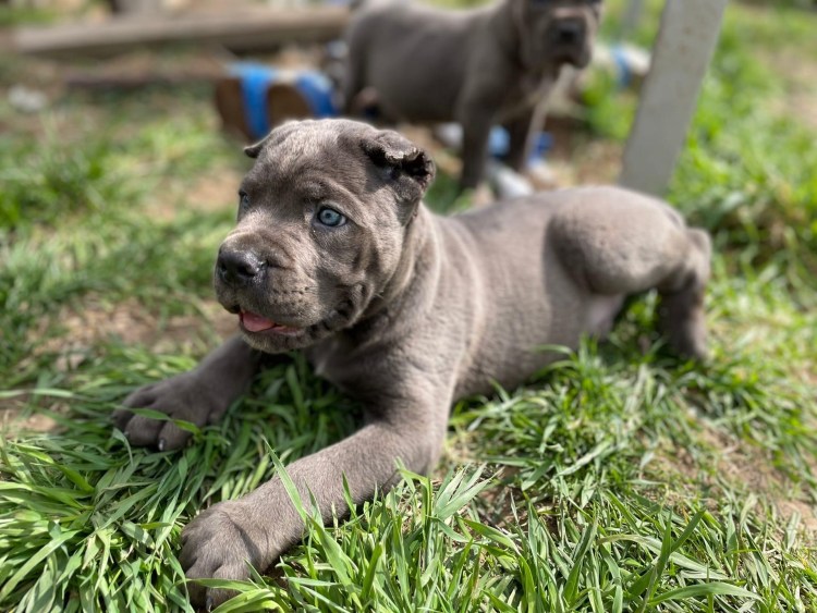 Метис алабай и Кане Корсо