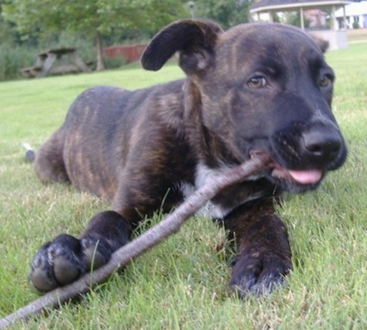 Мастиф Кане Корсо