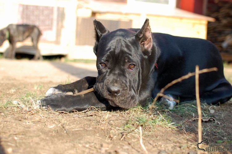 Метис Кане Корса и стафф