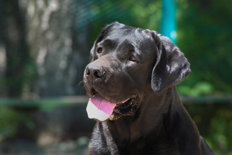 Кане Корсо и лабрадор