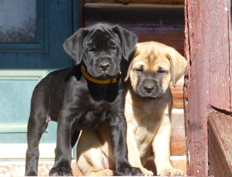 Порода собак Кане Корсо