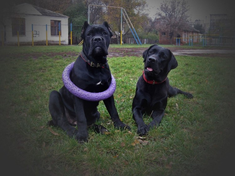 Стаффордширский терьер Кане Корсо метис