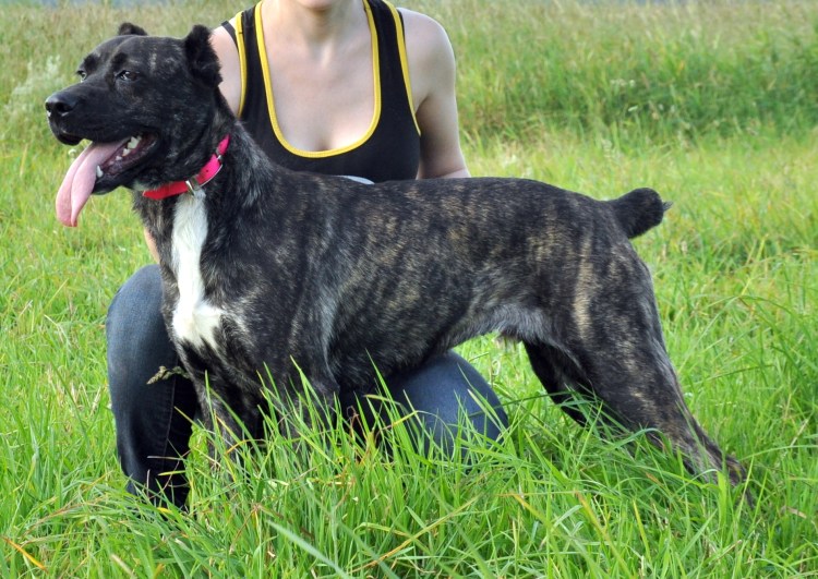 Помесь Кане Корсо