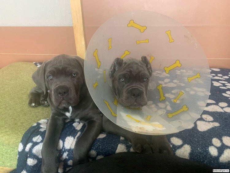 Доберман и питбуль смесь