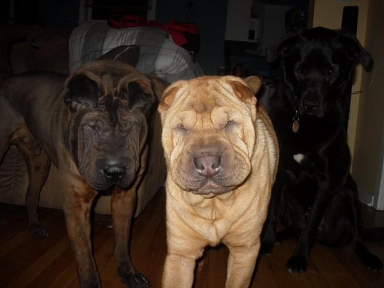 Булли Корсо