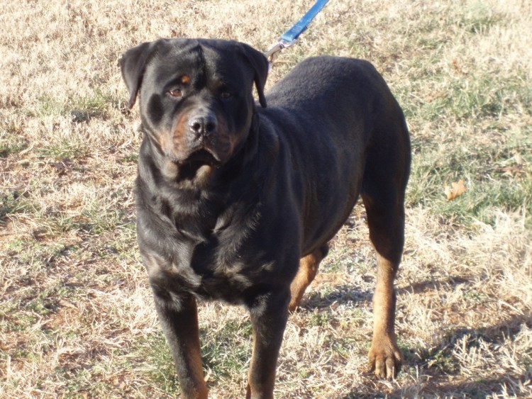 Канис пантер порода собак