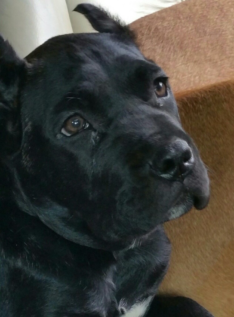 Питбуль и лабрадор метис