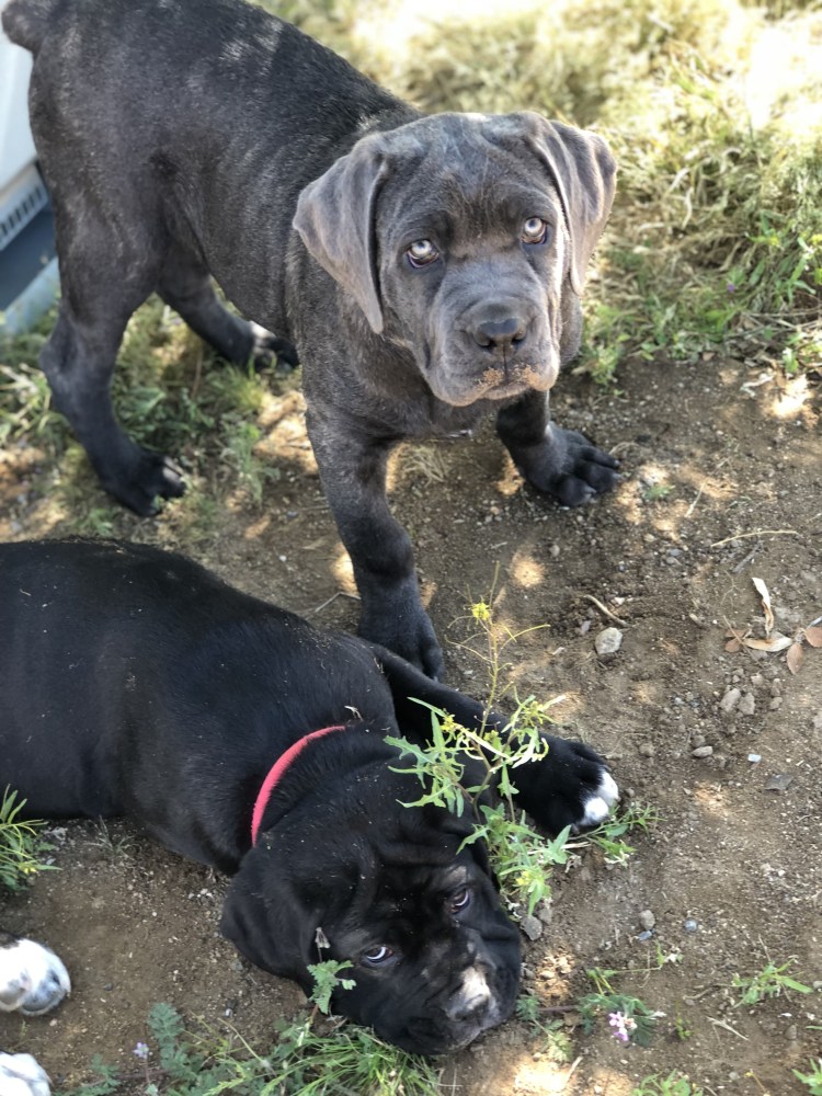 Метис Кане Корсо