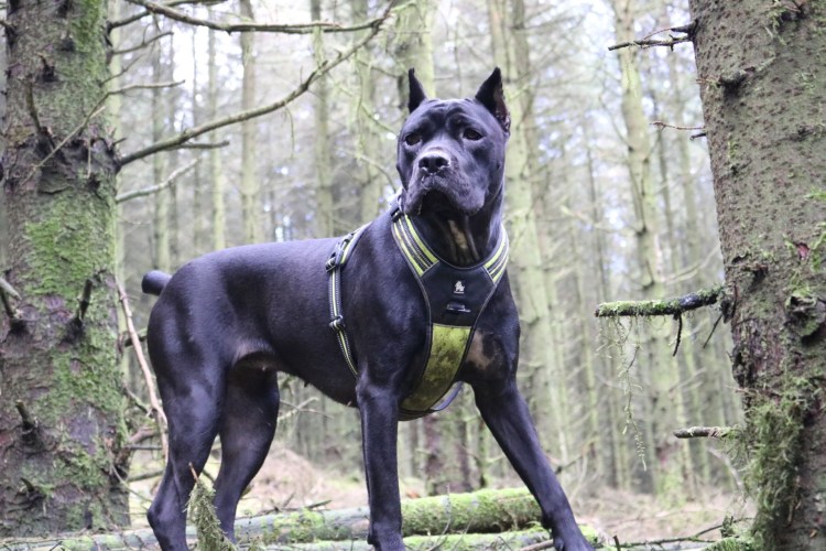 Кане Корсо Ричард