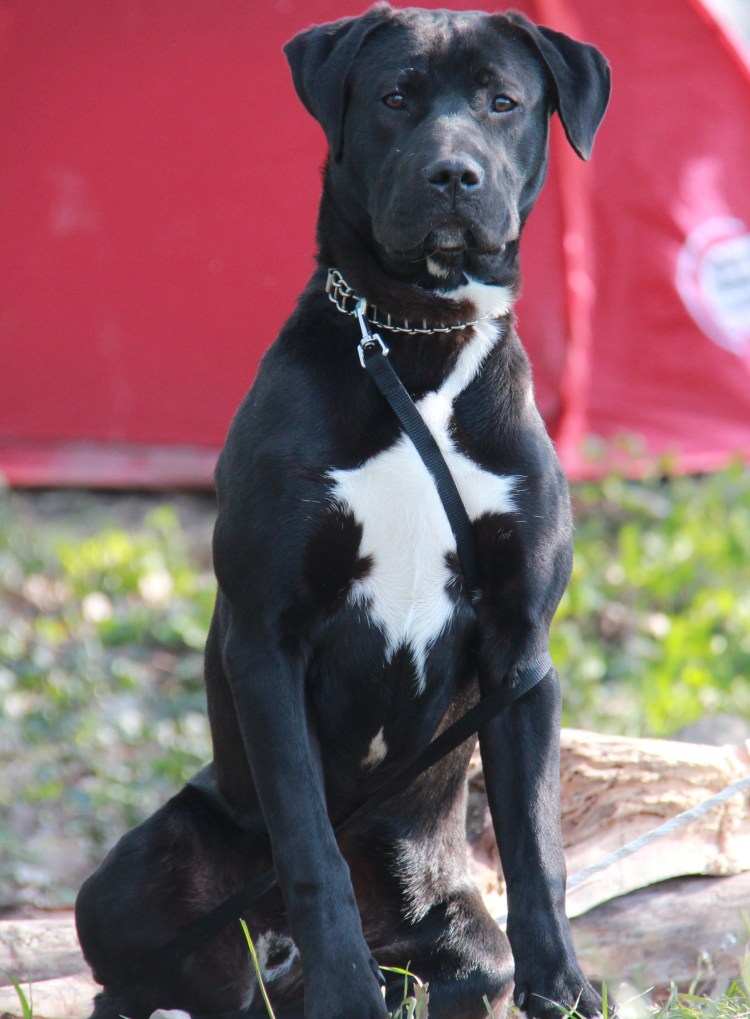 Стаффордширский терьер и лабрадор