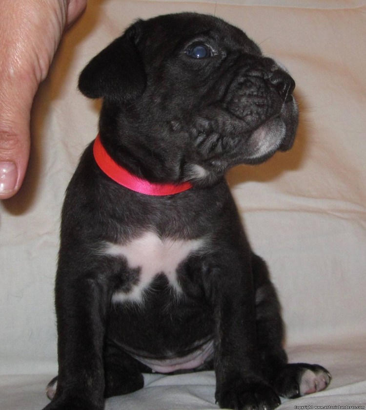 Кане Корсо ринг Беби