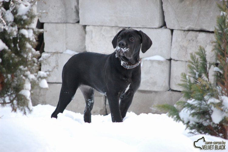 Лабрадор или Кане Корсо
