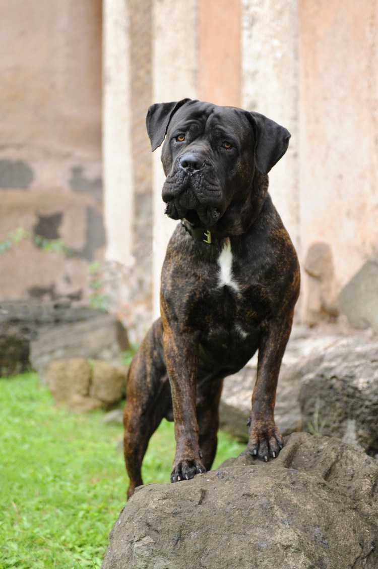 Метис шарпея и лабрадора