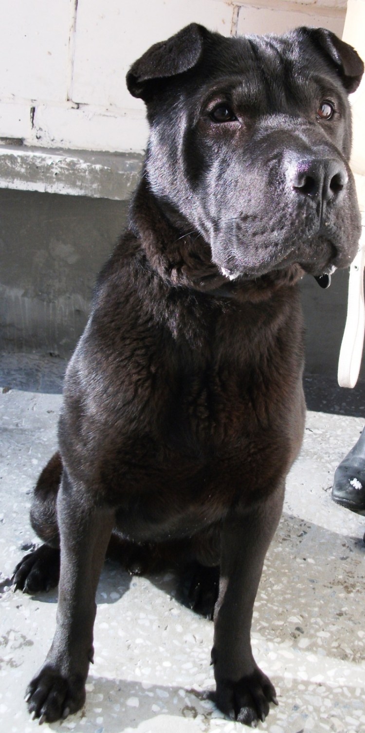 Породы чистоплотных собак