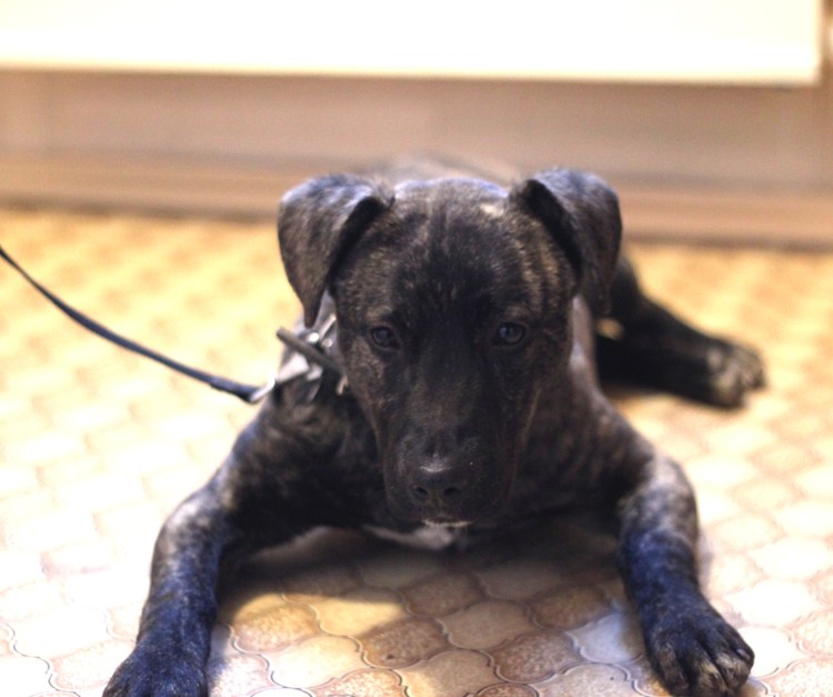 Метис Кане Корса и стафф