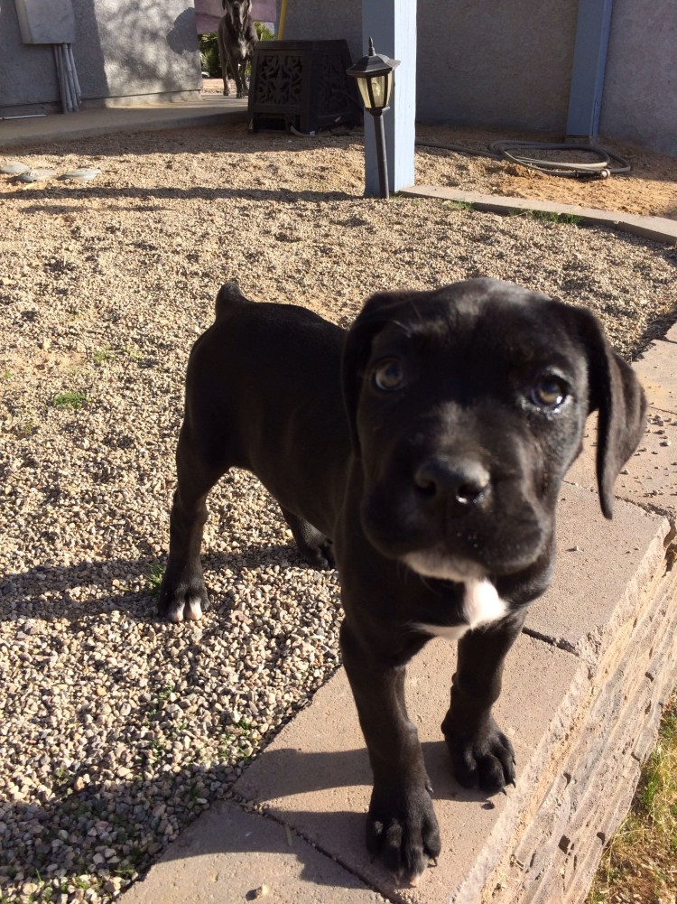 Метис Кане Корсо