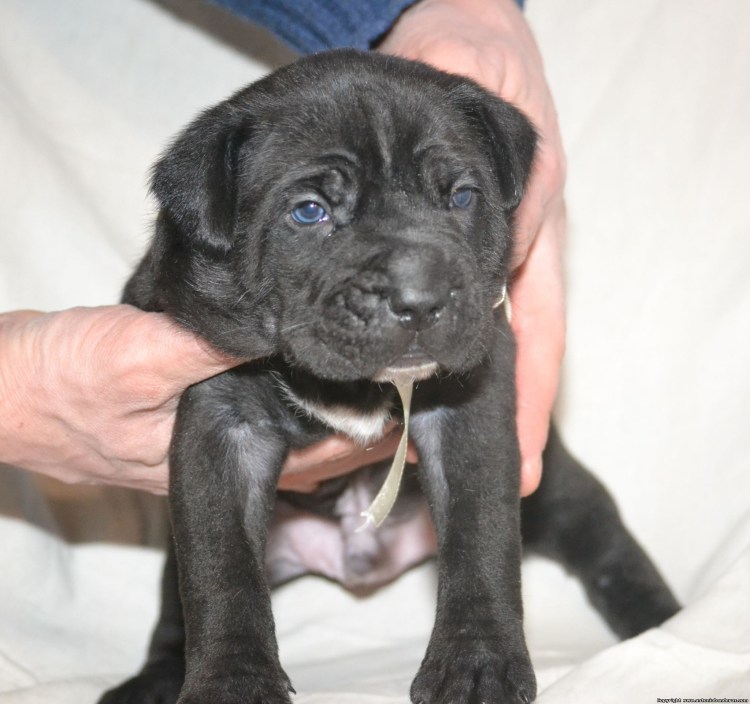 Кане Корсо и немецкая овчарка