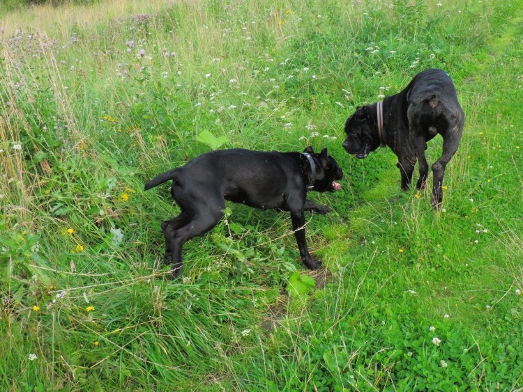 Кане Корсо и чихуахуа