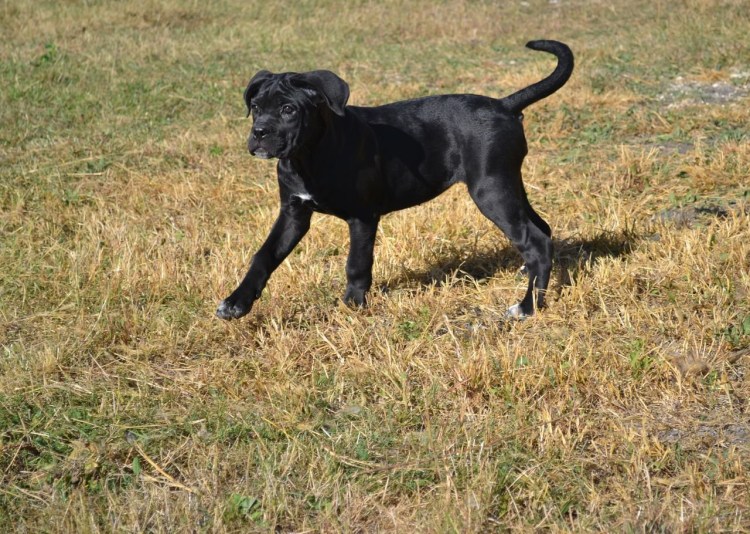 Метис Кане Корсо