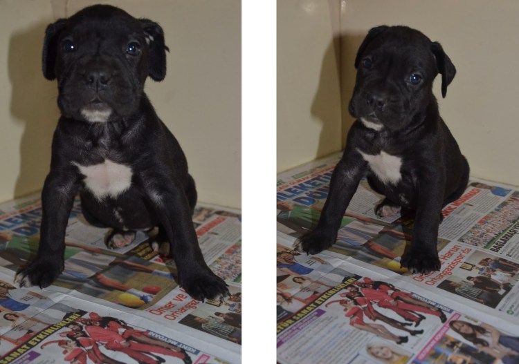 Кане Корсо сравнение мальчик и девочка