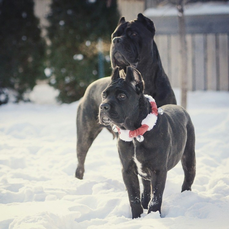 Кане Корсо синий окрас