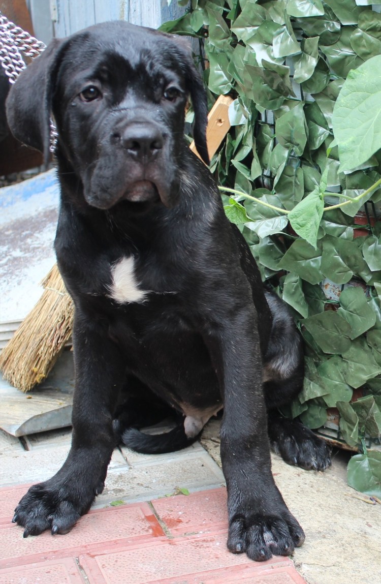 Кане Корсо и лабрадор