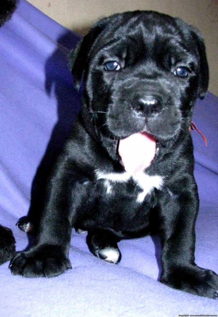 Метис Кане Корсо