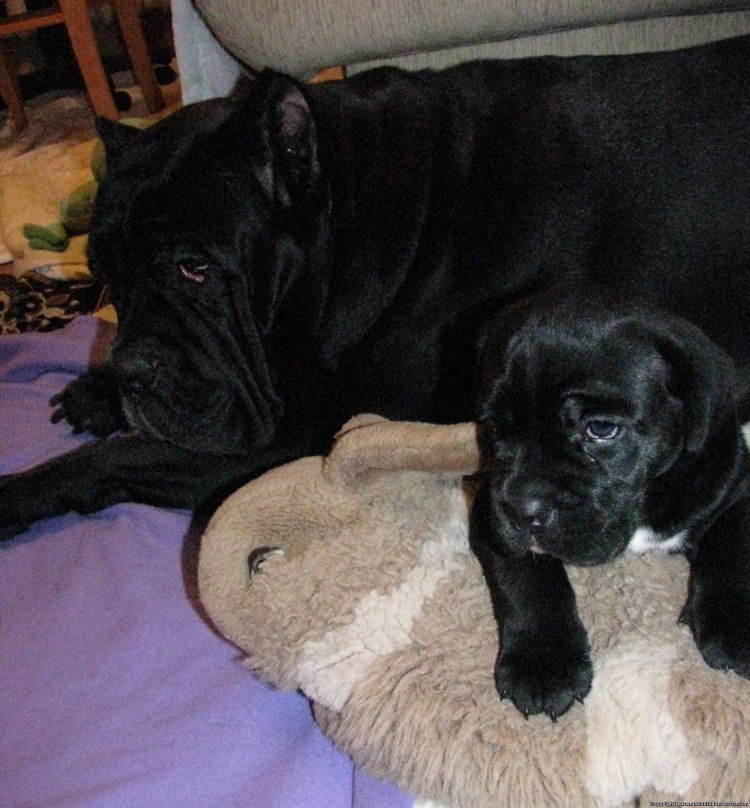 Чемпион РКФ Кане Корсо