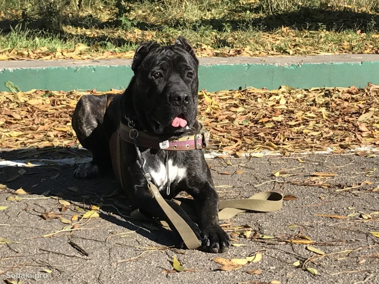 Порода собак Кунгур фото