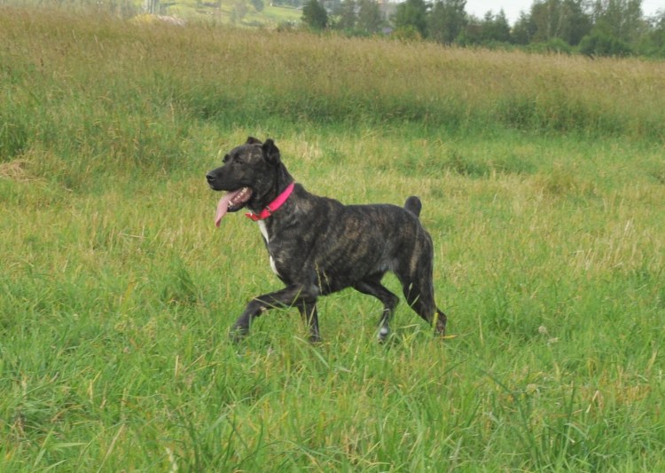 Кане Корсо и алабай смесь