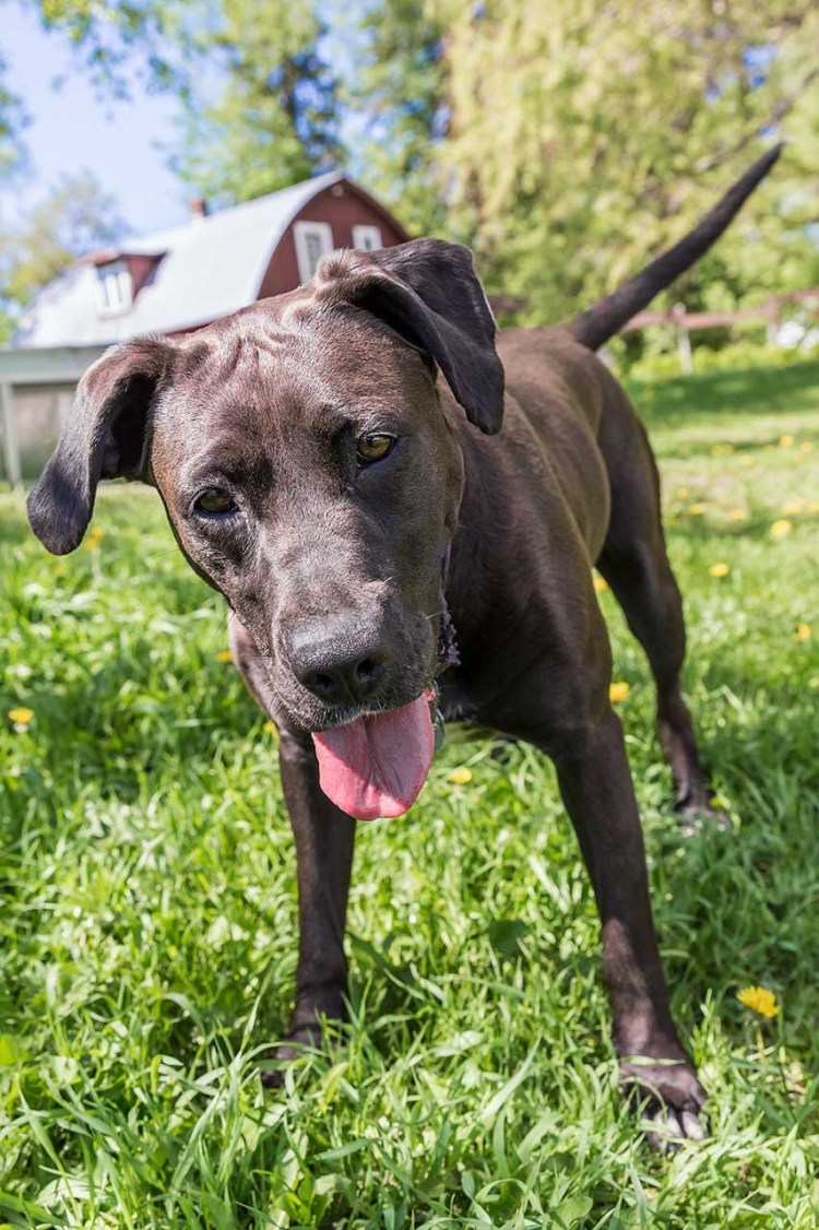Питбуль фото собаки черный с белым