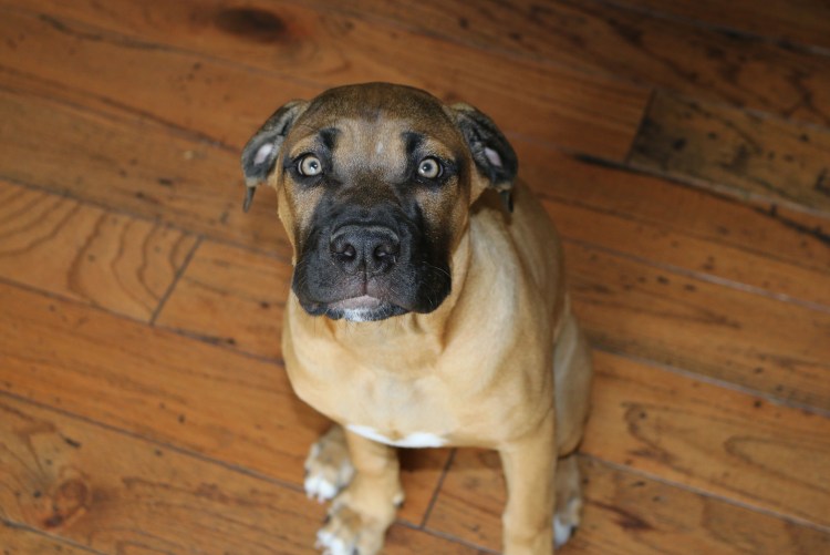 Метис добермана и Кане Корсо